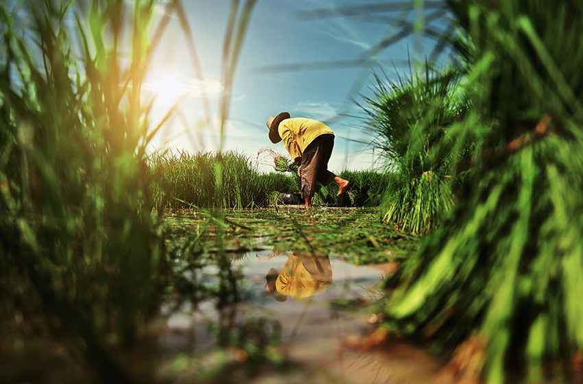  Filipino farmers ask gov’t for equal representation in FCTC conference