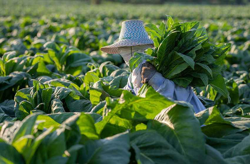  Former Filipino minister says WHO marginalizes tobacco farmers