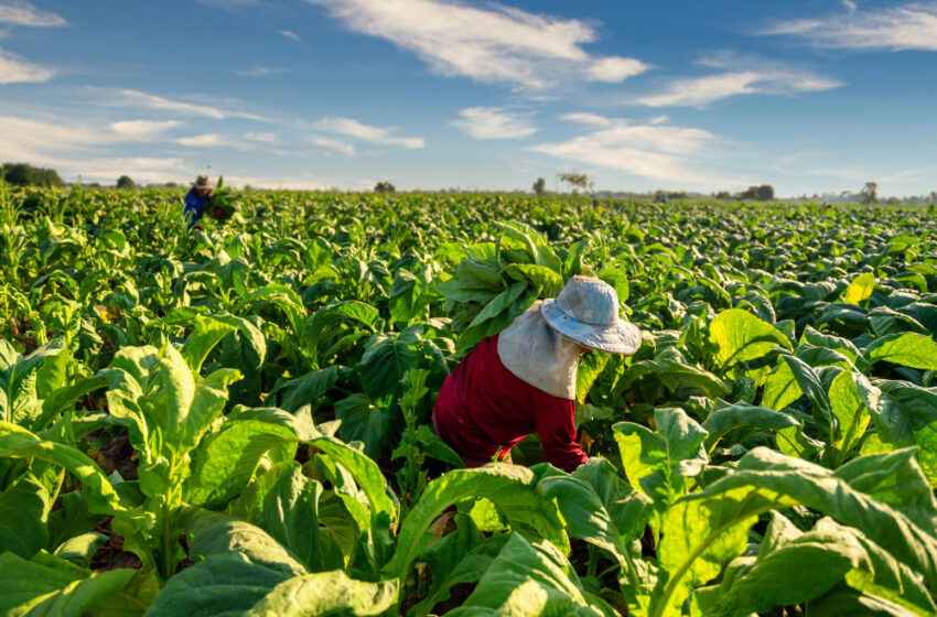  Filipino tobacco farmers seek bill’s protection from illicit cigarettes, vapes