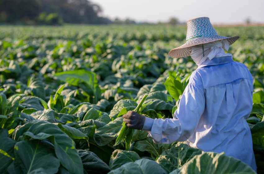  Philippine delegation defends tobacco farmers at WHO FCTC conference