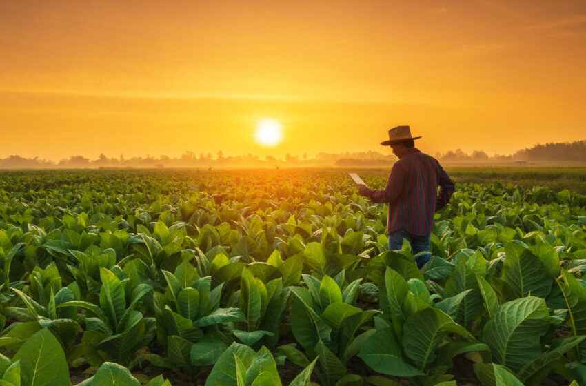  Filipino advocates, farmers urge science-based approach to tobacco control 