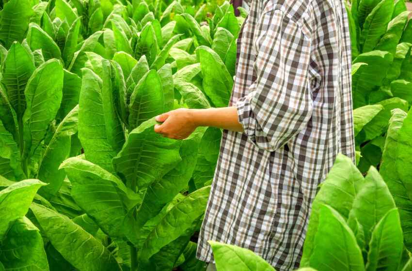  Filipino tobacco farmers fear WHO proposals threaten livelihoods ahead of conference